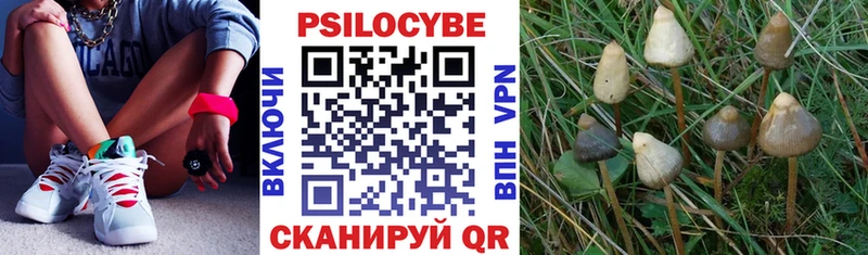 omg как войти  купить закладку  Знаменск  Галлюциногенные грибы GOLDEN TEACHER 
